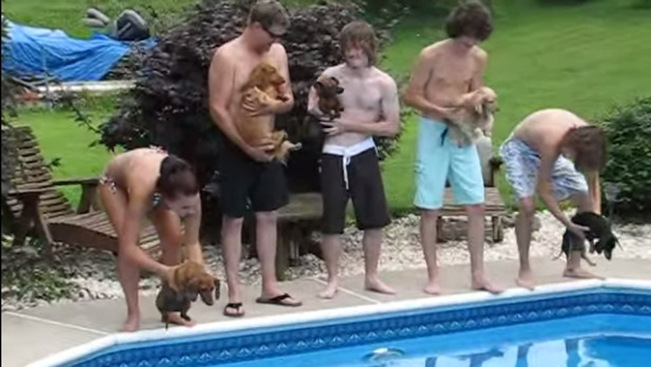 Une adorable course entre chiens