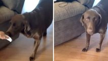 La réaction étonnante d'un chien qui apprend l'arrivée d'un bébé