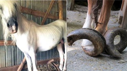Enfermés durant 15 ans, ces chevaux sont retrouvés avec des sabots longs d'1 mètre