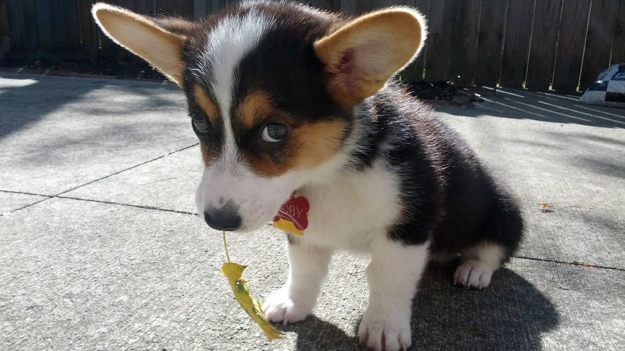 Les chiens ne ressentiraient aucune culpabilité