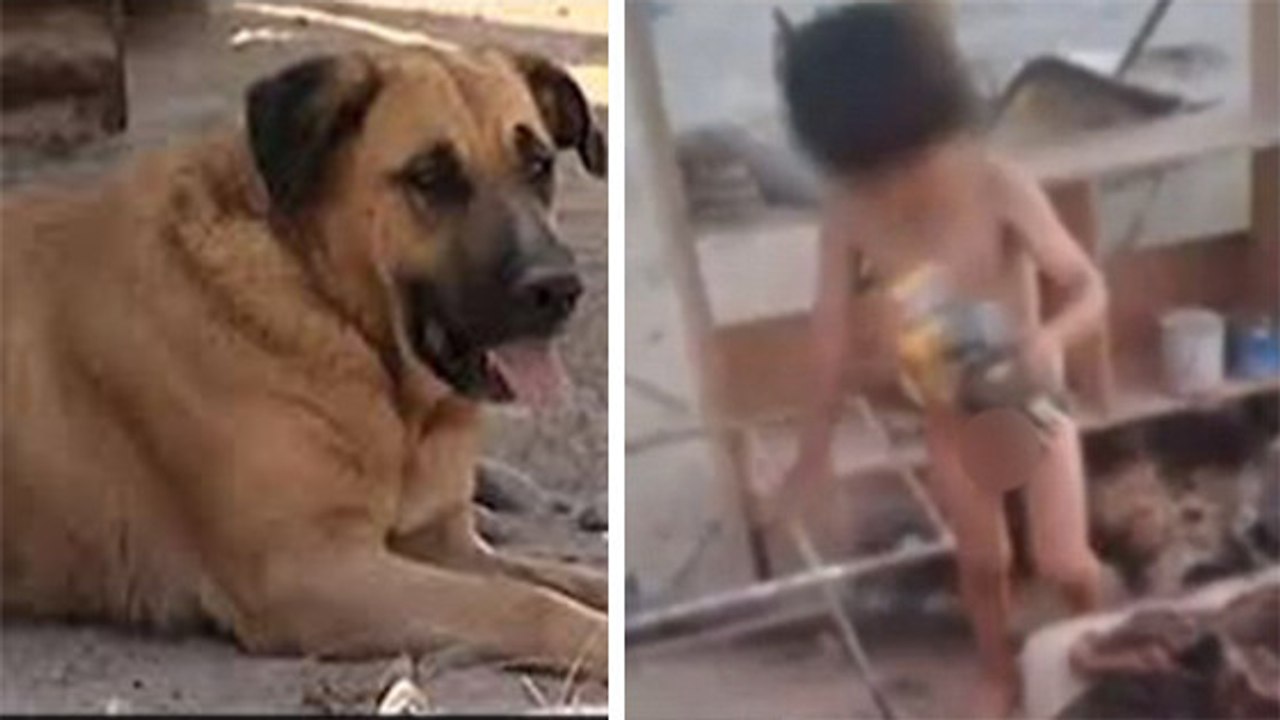 Ce petit garçon a survécu grâce à une chienne qui l'allaitait