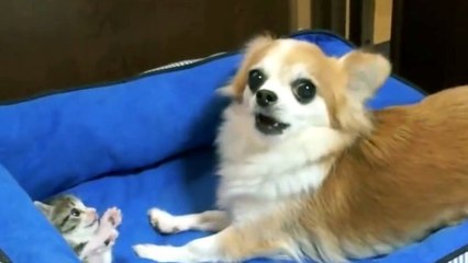 Un chien et un chaton se rencontrent pour la première fois