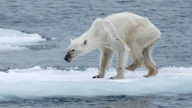 Les images d'un ours polaire affamé choquent le monde entier