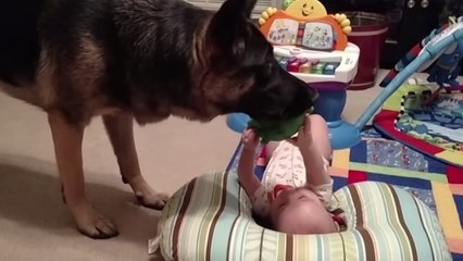 Ce berger allemand fait rigoler ce bébé