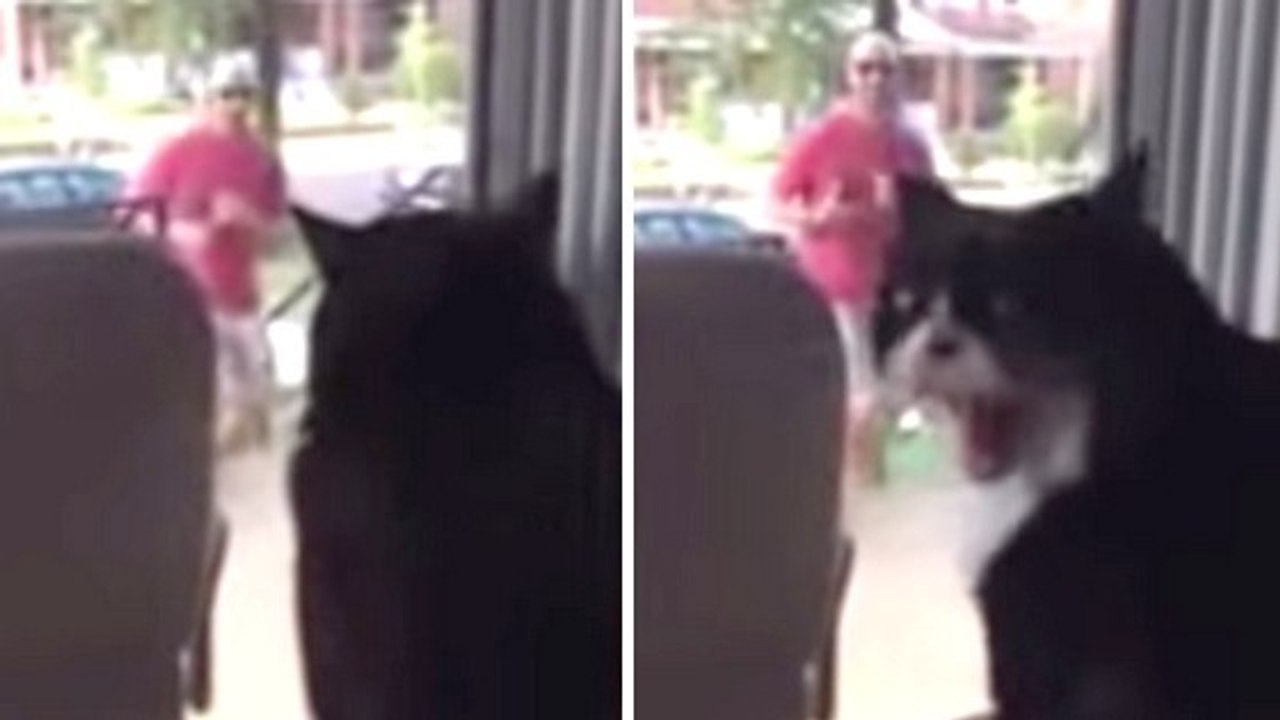 Ce chat est extrêmement jaloux du nouveau chien de la famille