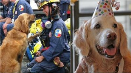 Pour son anniversaire, cette chienne secouriste a reçu un très beau cadeau