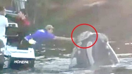Une baleine demande de l'aide à des pêcheurs