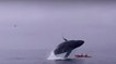 Une baleine à bosse saute sur deux kayakistes