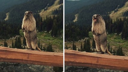 Voici à quoi ressemble le cri d'une marmotte. Attention, vous risquez d'être surpris !