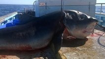 Australie : les images effrayantes d'un requin de 6 mètres capturé en pleine mer