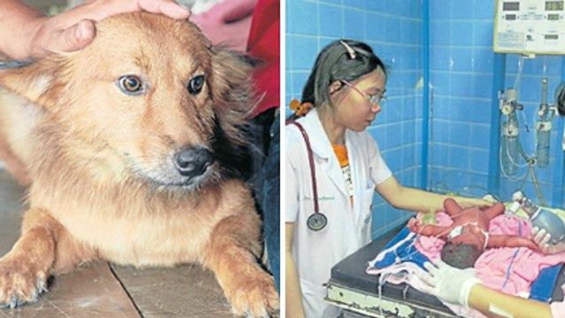 Un chien sauve un bébé abandonné dans une poubelle