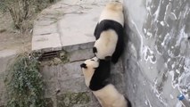 Kung Fu Panda dans la vraie vie c'est trop mignon !