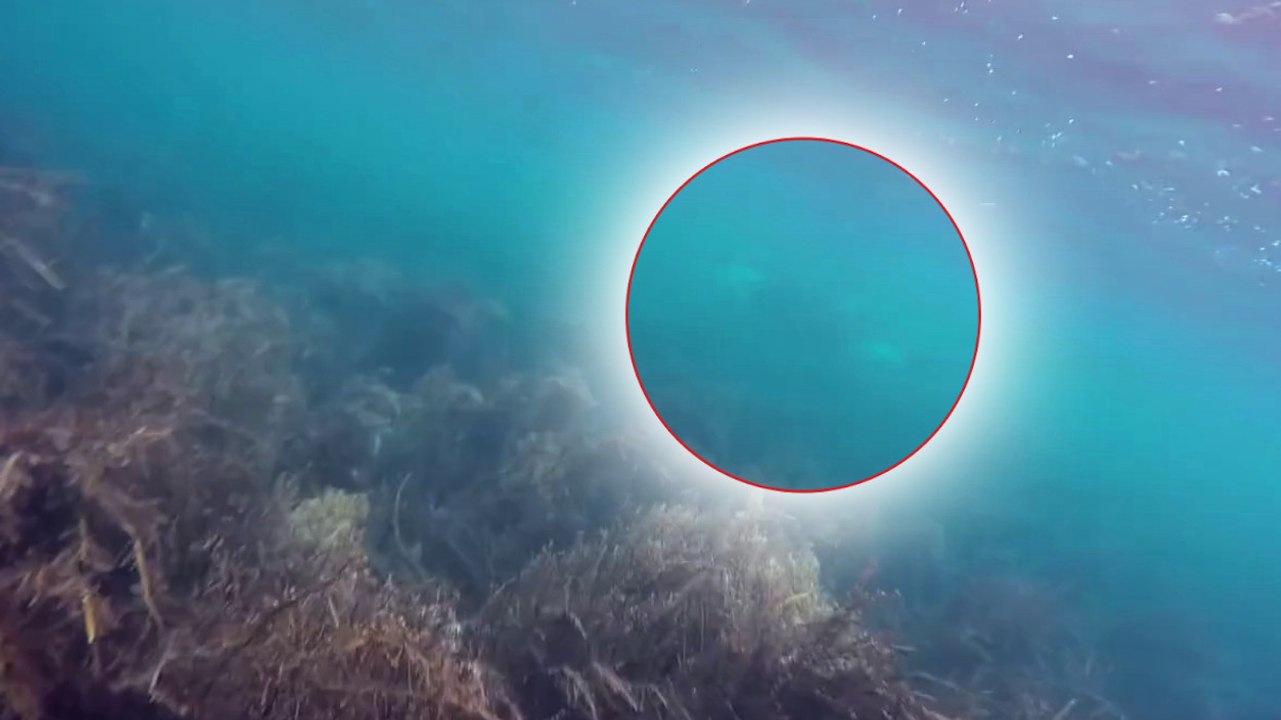 Ils font une incroyable rencontre lors d'une sortie en plongée entre amis