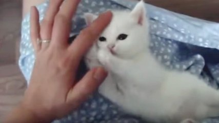 Ce petit chaton est le plus adorable du monde