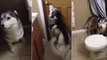Ce husky fait un adorable caprice pour ne pas prendre son bain