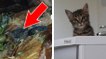Ce chat a été sauvé de l'incinération lorsqu'il a été retrouvé dans un tas d'ordures