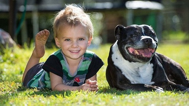 Cet enfant a été sauvé de la noyade par une chienne