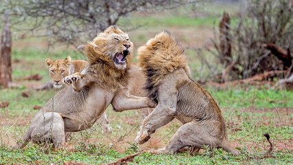 La vidéo impressionnante d'un combat de deux lions qui se battent pour une lionne
