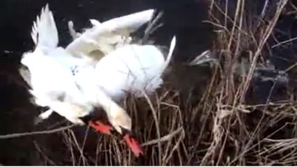 Emmêlés, ces pauvres cygnes souffraient. Mais un homme est venu à leur secours
