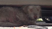 Abandonné sous une voiture, il était malade. Mais la suite est magnifique...