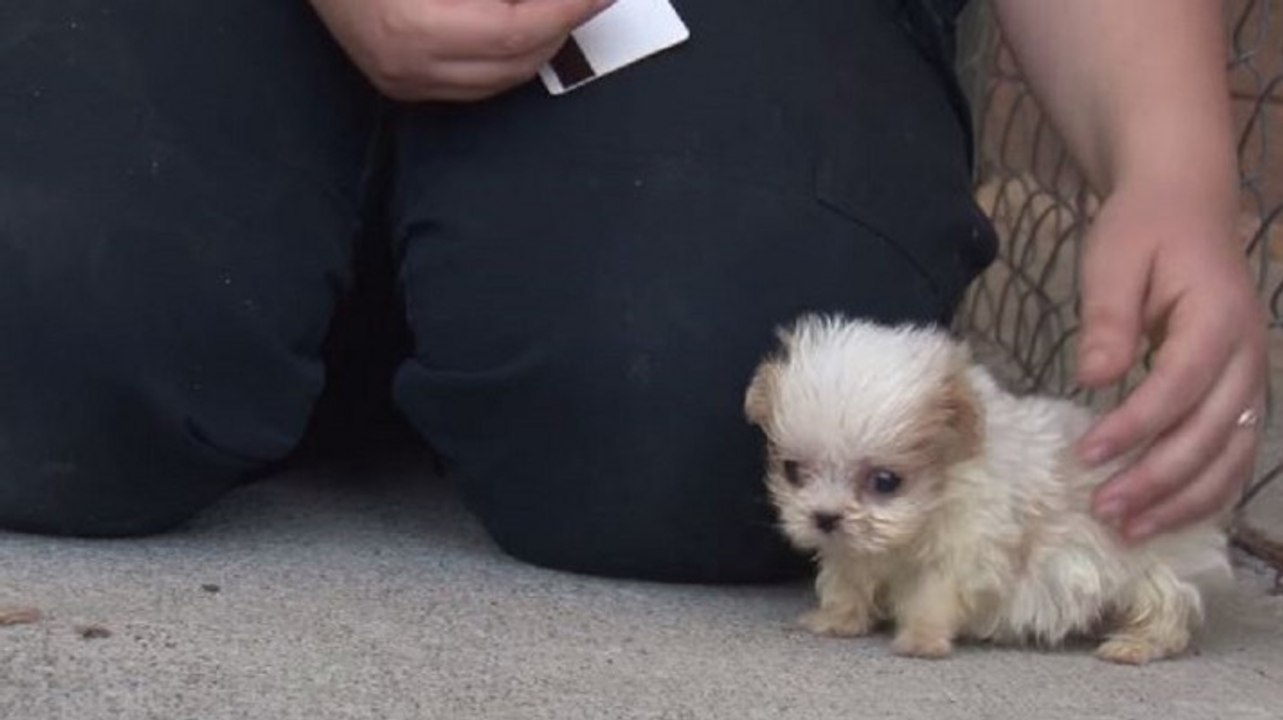 Sauvé d'une usine à chiots, ce petit chien s'amuse pour la première fois