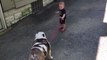 Ce petit garçon veut emmener son chien faire une promenade. Mais il est face à un bouledogue très têtu