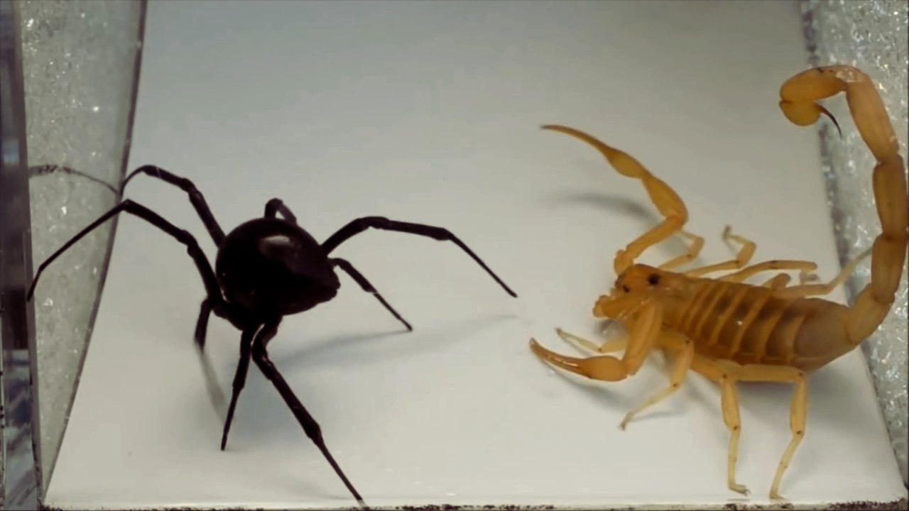 La vidéo impressionnante d'un combat entre une araignée et un scorpion