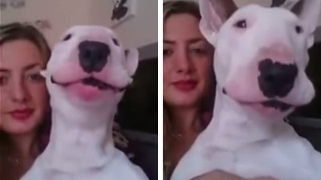 Ce chien adore chanter la chanson Thinking Out Loud de Ed Sheeran