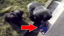 L'incroyable réaction d'un gorille face à un enfant tombé dans son enclos
