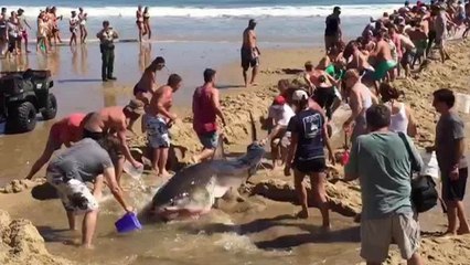 Une plage entière se mobilise pour sauver un requin blanc échoué