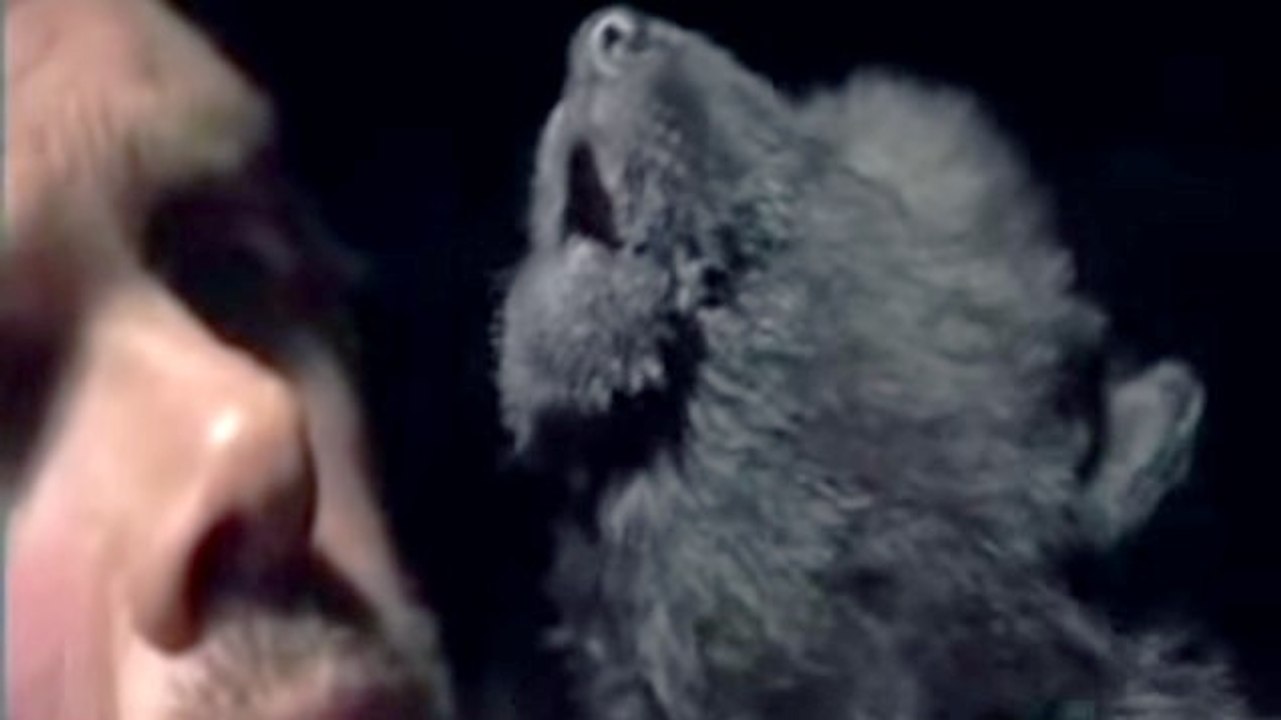 Un homme apprend à un bébé loup comment hurler