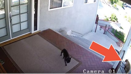 Un petit bouledogue met en fuite trois ours de sa maison