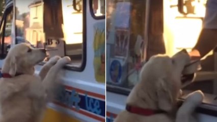 Ce chien achète comme un humain sa glace chez le marchand
