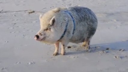 Un cochon voit la mer pour la toute première fois et sa réaction est très... originale !