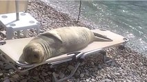 Ce lion de mer fait la sieste la plus mignonne du monde !