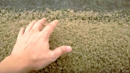 Il plonge sa main dans du sable et en ressort avec des milliers de petits crabes sur lui