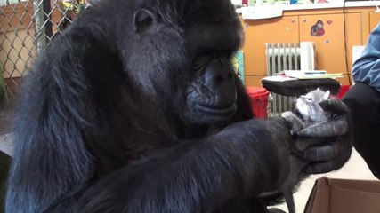 Koko le gorille rencontre des chatons
