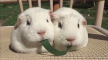 Ces petits cochons d'Inde se font des bisous en mangeant un brin d'herbe