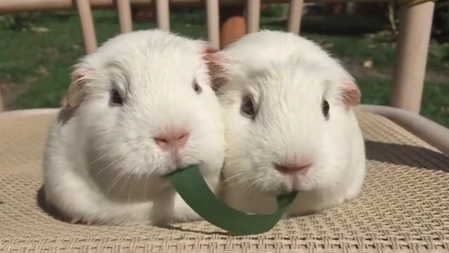 Ces petits cochons d'Inde se font des bisous en mangeant un brin d'herbe