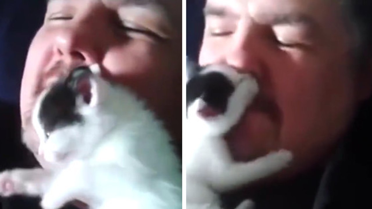 Cet adorable chaton réveille son maître pour lui faire un câlin !