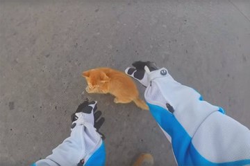 Grâce à son courage, cette motarde va sauver un chat