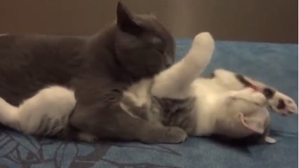 Deux chats très amoureux s'embrassent sur un lit