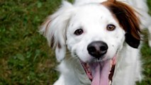 Pourquoi un chien est-il content quand il voit son maître ?