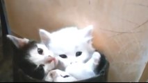 Trois adorables chatons gigotent dans une botte