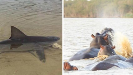 Afrique du Sud : un requin-bouledogue s'approche trop près d'un groupe d'hippopotames