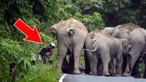 Thaïlande : une troupe d'éléphants charge un homme en mobylette