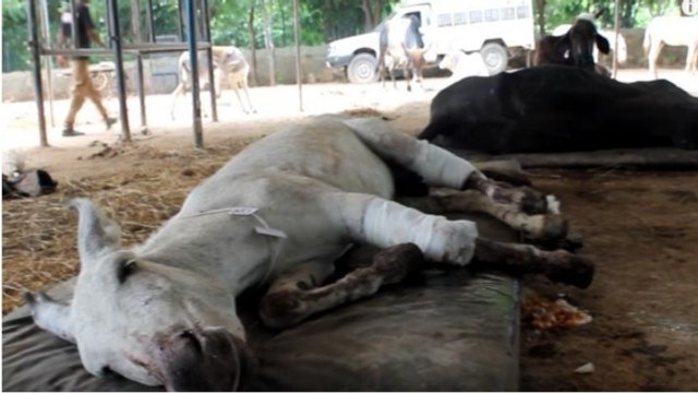Maltraité, cet âne a été secouru et la suite est bien plus heureuse...