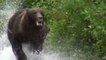 Un grizzli charge des touristes au bord d'une rivière en Alaska. Des images impressionnantes !