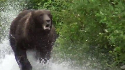 Un grizzli charge des touristes au bord d'une rivière en Alaska. Des images impressionnantes !