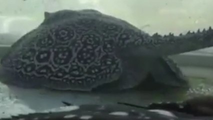 Une raie donne naissance à cinq bébés sous nos yeux... Un moment unique !